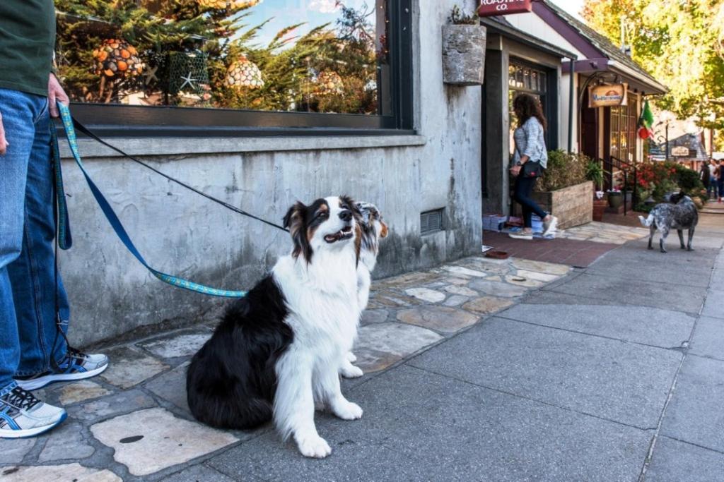 3770 Stone'S Throw Home Carmel-by-the-Sea Eksteriør bilde